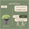 Plants by Frank | 12 Frauenmantel Pflanzen | Alchemilla Produktbild-Vorschau 4