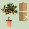 Arancio calamondino Citrus Calamondin Ø22cm, altezza 80cm, Anteprima dell’immagine prodotto 3