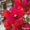 Bougainvillea Nawóz Płynny 1 L – 2-1-8 NPK – Do Kvitnúce Podgląd zdjęcia produktu 7