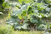 A rhubarb plant growing outdoors in a garden setting. Produktbild-Vorschau
