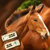 Weißes Pferd ist ausreiten oder auf der Koppel Wendeschild Produktbild-Vorschau 5