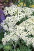 Crambe maritima, Meerkohl, essbar, ca. 11x11 cm Topf Produktbild-Vorschau 2