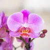 Orchidee Kolibri | Orchidea Phalaenopsis rosa-viola in vaso Anteprima dell’immagine prodotto 3
