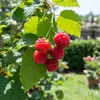 Malina Willamette - 2 rośliny - odporna na mróz i Podgląd zdjęcia produktu 1