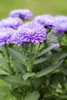 Aster novi-belgii 'Schöne von Dietlikon', Herbstaster, ca. Produktbild-Vorschau 2