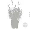 Bloomique - 3er-Set - Lavandula Angustifolia - Produktbild-Vorschau 3