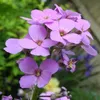 6 x Gewöhnliche Nachtviole - Hesperis matronalis  | Topf Produktbild-Vorschau 1