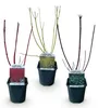 Green boutiQ - Heesters - Cornus alba Tricolour - Mix van Voir les images du produit 2
