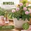 Pflanzensamen, Echte Mimose Produktbild-Vorschau 6