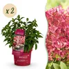 Green boutiQ - Plante de jardin - Hydrangea panniculata Voir les images du produit 3