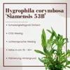 Aquarium Pflanze Hygrophila Siamensis 53B Wasserpflanzen Produktbild-Vorschau 2
