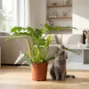 Green boutiQ - Plante d'intérieur - Philodendron - Voir les images du produit 5