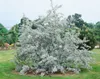 Elaeagnus angustifolia, schmalblättrige Ölweide, 80–100 cm Produktbild-Vorschau 5
