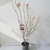 Magnolia soulangeana – Tulpen-Magnolie rosa-weiß – großer Produktbild-Vorschau 1
