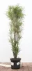 Rhamnus frangula 'Asplenifolia', Faulbaum, schmalblättrig, Produktbild-Vorschau 1