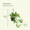 Zelenec (Epipremnum aureum, Scindapsus) - izbová rastlina, Náhľad obrázku produktu 4