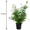 Pistacia lentiscus 70–100 cm Mastixstrauch immergrüne Produktbild-Vorschau 5