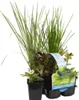 Bloomique - 6er Set - Insektenfreundliche Teichpflanzen - Produktbild-Vorschau 1