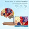 2× Lebensgroßes Gehirnmodell, Anatomie Gehirn, 4-teilig Produktbild-Vorschau 4