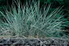 Stauden Gänge 3 x Leymus arenarius ‚Blue Dune‘ im 1 Liter Produktbild-Vorschau 4