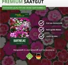 Bartnelke Gefüllte Mischung Samen - Dianthus barbatus - Produktbild-Vorschau 8