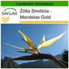SAFLAX - Żółta Strelitzia - Mandelas Gold - 4 Nasiona - Z Podgląd zdjęcia produktu 8