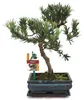 Bonsaj tisovec velkokvětý - Podocarpus macrophyllus - cca. Náhled obrázku produktu 2