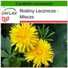 SAFLAX - Mlecze - 200 Nasiona - Z podłożem uprawowym wolnym Podgląd zdjęcia produktu 5