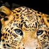 Duvet cover Pure 135x200 + 1* 80x80 cm - leopard Produktbild-Vorschau 6