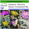 SAFLAX - Kwitnące kamienie / Conophytum Mix - 40 Nasiona - Podgląd zdjęcia produktu 10