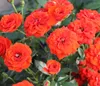 Dehner Rose Zwergrose Orange Babyflor®, Züchter Tantau, Produktbild-Vorschau 1