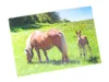 3 D Ansichtskarte Haflinger, Postkarte Wackelkarte Produktbild-Vorschau 2