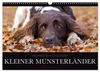 Faszination Jagdhund - Kleiner Münsterländer (Wandkalender Produktbild-Vorschau 1