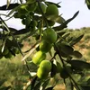 Sakellaropoulos Kalamata Oliven 5 kg Unpasteurisiert Produktbild-Vorschau 3