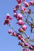 Magnolia liliiflora 'Nigra', Purpur-Magnolie, Produktbild-Vorschau 1