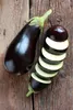 Aubergine Samen Schwarze Schönheit Lila Birne Der Liebe 1G Produktbild-Vorschau 12