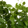 A close-up view of a plant with many green leaves and thin stems, supported by dark stakes. Produktbild-Vorschau