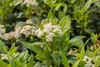 Viburnum 'Pragense', immergrün, 80–100 cm Produktbild-Vorschau 8
