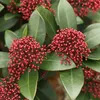 2 x japonsky kvitnúca skimmia - Skimmia japonica 'Rubella' Náhľad obrázku produktu 1
