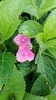 Hydrangea 'Teller Pink' (roze/rose) - Hortensias en Voir les images du produit 2