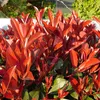 Green boutiQ - Plantes de haie - Photinia fraseri Red Robin Voir les images du produit 4