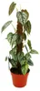 Philodendron brandtianum - Silberblatt - Baumfreund - 17cm Produktbild-Vorschau 2