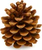 Pinienzapfen Natur 10 Stück | Tannenzapfen Deko 8–12 cm | Produktbild-Vorschau 1