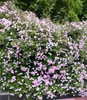 BALDUR Garten 2x Rambler-Rosen 'Paul's Himalayan Musk Produktbild-Vorschau 3