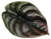 Alocasia cuprea "Red Secret" Tropenwurz Alokasie Produktbild-Vorschau 2