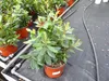 Erdbeerbaum | 50 cm | Arbutus unedo | veredelt |  | Produktbild-Vorschau 4