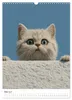 Spaß mit Katzen (Wandkalender 2027 DIN A3 hoch), CALVENDO Produktbild-Vorschau 8