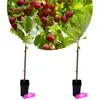 Two young cherry plum trees in black pots, with a circular inset image showing a branch laden with ripe cherry plums. Produktbild-Vorschau