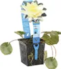 Bloomique - Nymphaea Marliacea Chormat - Gelbe Seerose - Produktbild-Vorschau 1