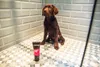 Animology Welpenshampoo Puppy Love 250 ml Produktbild-Vorschau 4